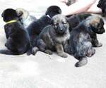 Small Photo #32 German Shepherd Dog Puppy For Sale in REDFIELD, AR, USA