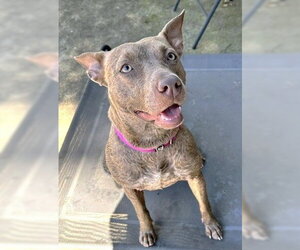 Mutt Dogs for adoption in Rockaway, NJ, USA