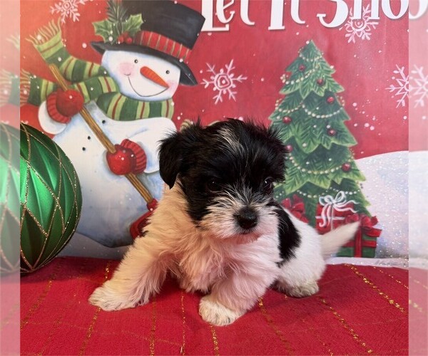 Medium Photo #2 Morkie Puppy For Sale in PEMBROKE PINES, FL, USA