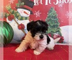 Small #1 Morkie