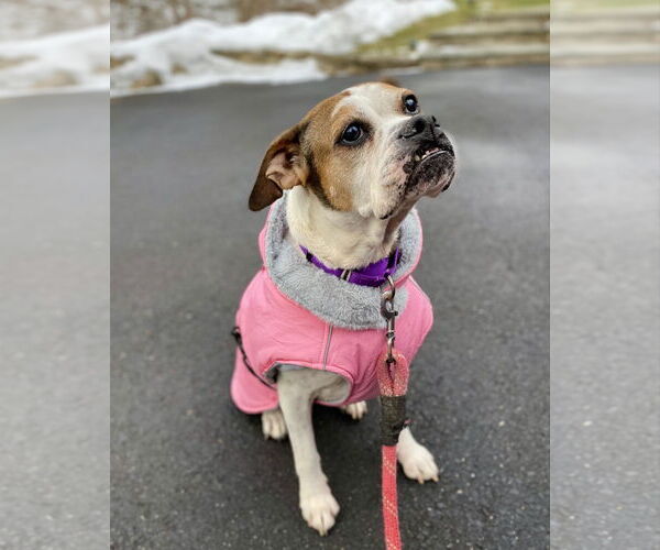 Medium Photo #2 Boxer Puppy For Sale in Dumont, NJ, USA