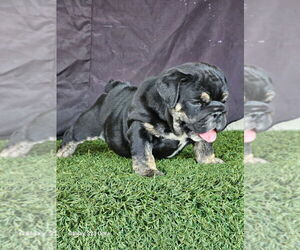 English Bulldog Puppy for sale in SCOTTSDALE, AZ, USA