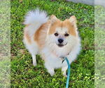 Small #2 Pomeranian Mix