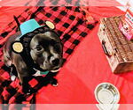 Small #13 American Pit Bull Terrier Mix