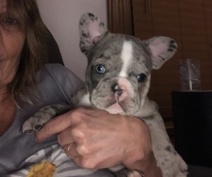 French Bulldog Puppy for sale in FARMERSVILLE, OH, USA
