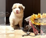 Small #2 Australian Shepherd
