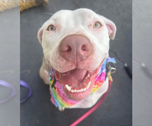 Medium Photo #24 American Pit Bull Terrier-Unknown Mix Puppy For Sale in Germantown, OH, USA