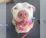 Small #23 American Pit Bull Terrier Mix