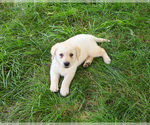 Small #2 Labrador Retriever