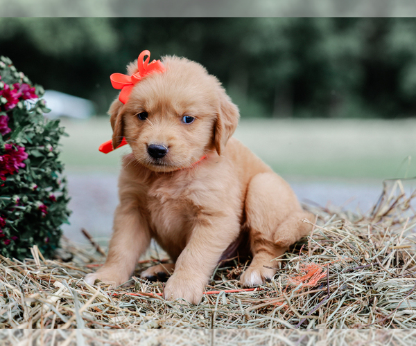 Medium Photo #5 Golden Retriever Puppy For Sale in LIBERTY, KY, USA