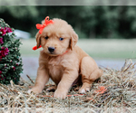 Small #4 Golden Retriever