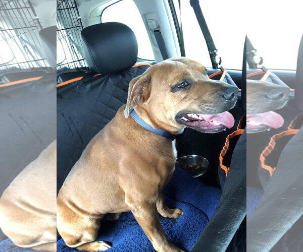 Medium Photo #9 American Staffordshire Terrier-Black Mouth Cur Mix Puppy For Sale in Orange Grove, TX, USA