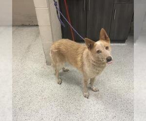 Mutt Dogs for adoption in Conroe, TX, USA