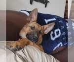 Small #1 German Shepherd Dog Mix