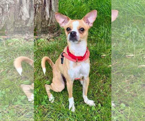 Medium Photo #7 Chihuahua Puppy For Sale in Cranford, NJ, USA