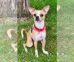 Small #6 Chihuahua