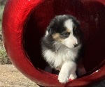 Small #5 Miniature American Shepherd