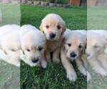 Small Photo #21 Golden Retriever Puppy For Sale in ELVERTA, CA, USA