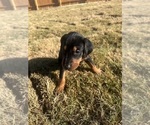 Small Photo #4 Doberman Pinscher Puppy For Sale in AUSTIN, TX, USA