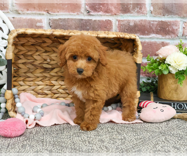 Medium Photo #2 Poodle (Miniature) Puppy For Sale in SYRACUSE, IN, USA