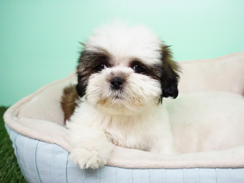 Medium Photo #7 Shih Tzu Puppy For Sale in LAS VEGAS, NV, USA