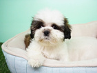 Small Photo #7 Shih Tzu Puppy For Sale in LAS VEGAS, NV, USA