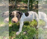 Small #10 Chinese Shar-Pei Mix