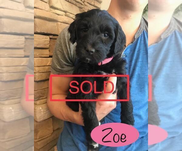 Medium Photo #7 Labradoodle Puppy For Sale in HALIFAX, PA, USA