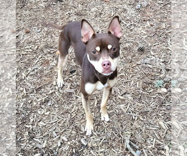 Medium Photo #10 Mutt Puppy For Sale in Ellijay, GA, USA