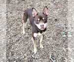 Small #9 Mutt