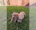 Small #8 Golden Retriever