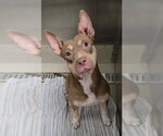 JAMIE LEE - Female American Staffordshire Terrier Dog for Adoption - Small photo