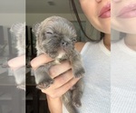 Small #7 French Bulldog