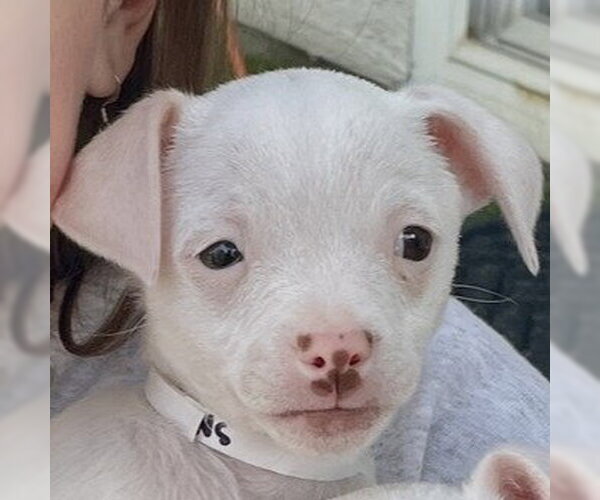 Medium Photo #1 Mutt Puppy For Sale in Pleasanton, CA, USA