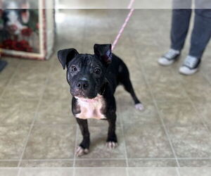 American Staffordshire Terrier-Unknown Mix Dogs for adoption in Raleigh, NC, USA