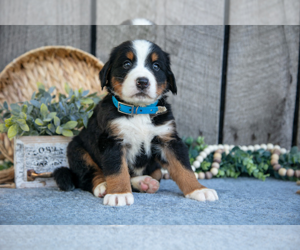 Medium Photo #17 Bernese Mountain Dog Puppy For Sale in SHREVE, OH, USA