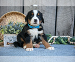 Puppy Blocks Bernese Mountain Dog