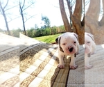 Small Photo #3 American Bulldog Puppy For Sale in TABOR CITY, NC, USA