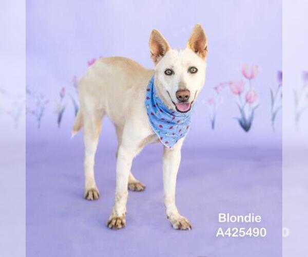 Medium Photo #1 Carolina Dog Puppy For Sale in Conroe, TX, USA