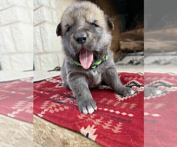 Medium Photo #2 German Shepherd Dog-Wolf Hybrid Mix Puppy For Sale in HAMILTON, TX, USA