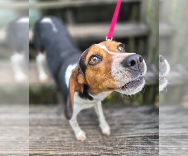 Medium Photo #7 Beagle Puppy For Sale in Dunnellon, FL, USA