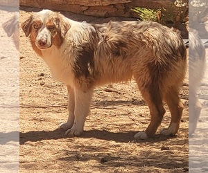 Australian Shepherd Dogs for adoption in MARANA, AZ, USA
