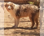 Small Photo #1 Australian Shepherd Puppy For Sale in MARANA, AZ, USA