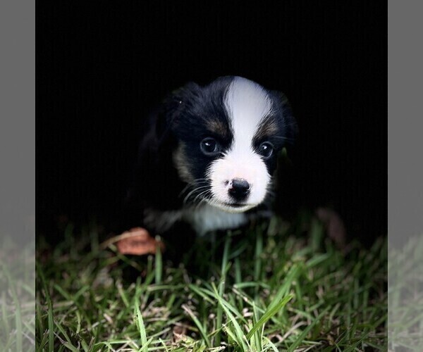 Medium Photo #8 Miniature Australian Shepherd Puppy For Sale in MONTICELLO, SC, USA