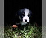 Small #7 Miniature Australian Shepherd