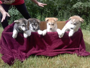 Huskimo-Wolf Hybrid Mix Puppy for sale in COTTAGE GROVE, OR, USA