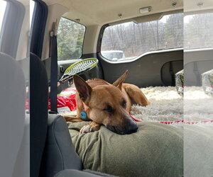 Jack Dixon - Male Carolina Dog-Unknown Mix Dog for Adoption - Photo #3
