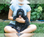Small #1 Bernedoodle (Miniature)