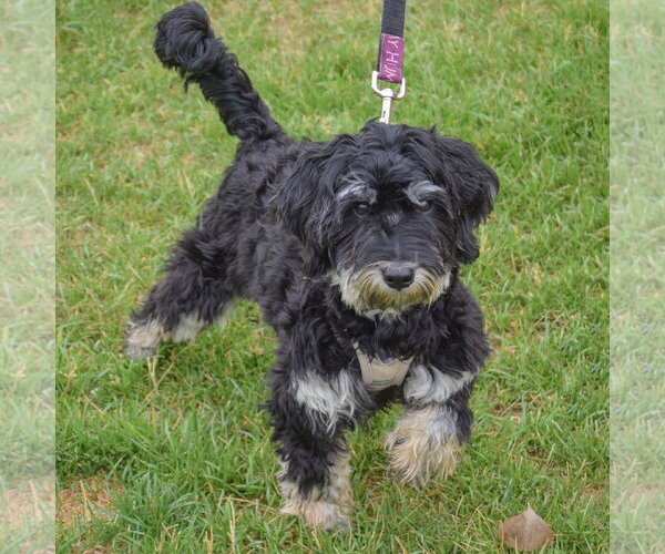 Medium Photo #3 Maltichon Puppy For Sale in Huntley, IL, USA