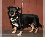 Small #1 Mutt
